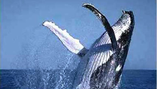 ballena.jpg