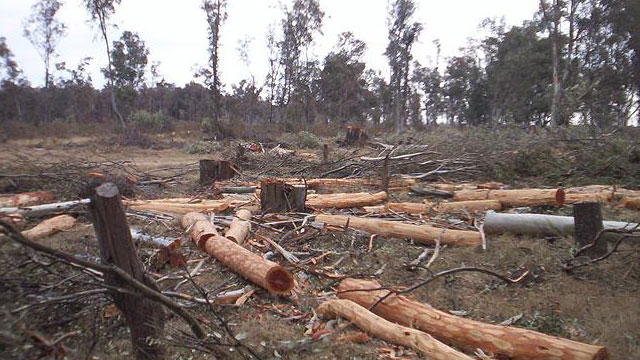 LeyDeBosques