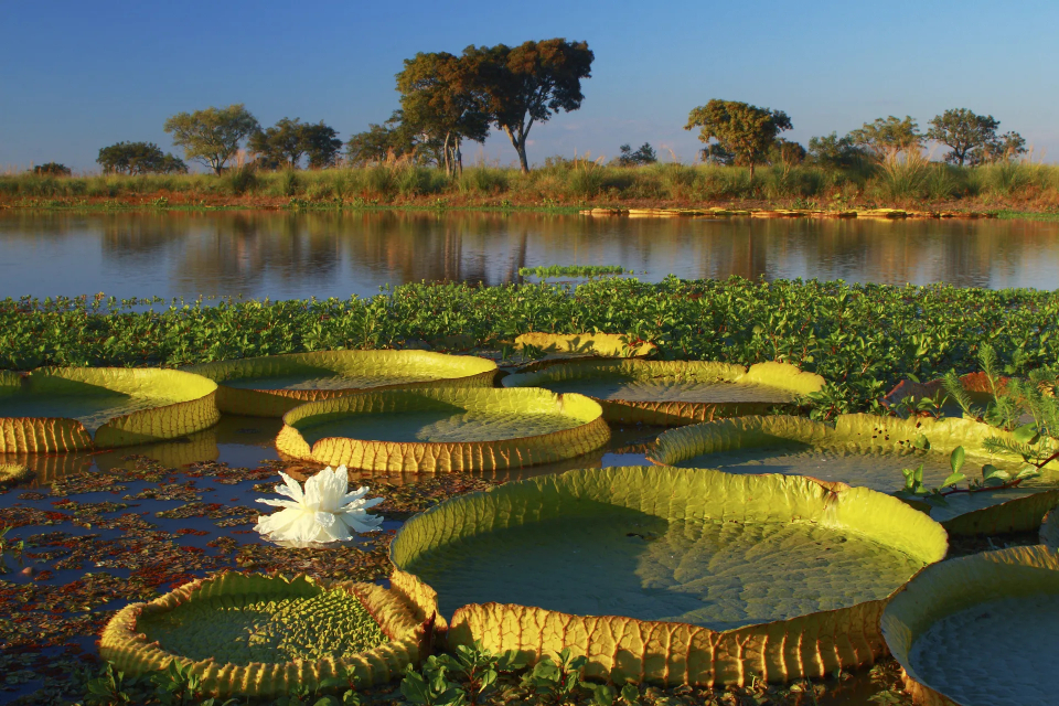 (Parque Nacional entrerriano) Conserva la ribera autóctona del Paraná y está a cuatro horas de Buenos Aires