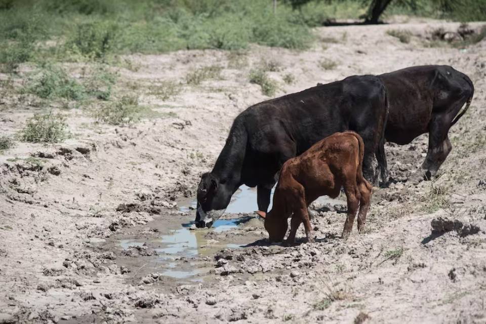 campo vaca ganado