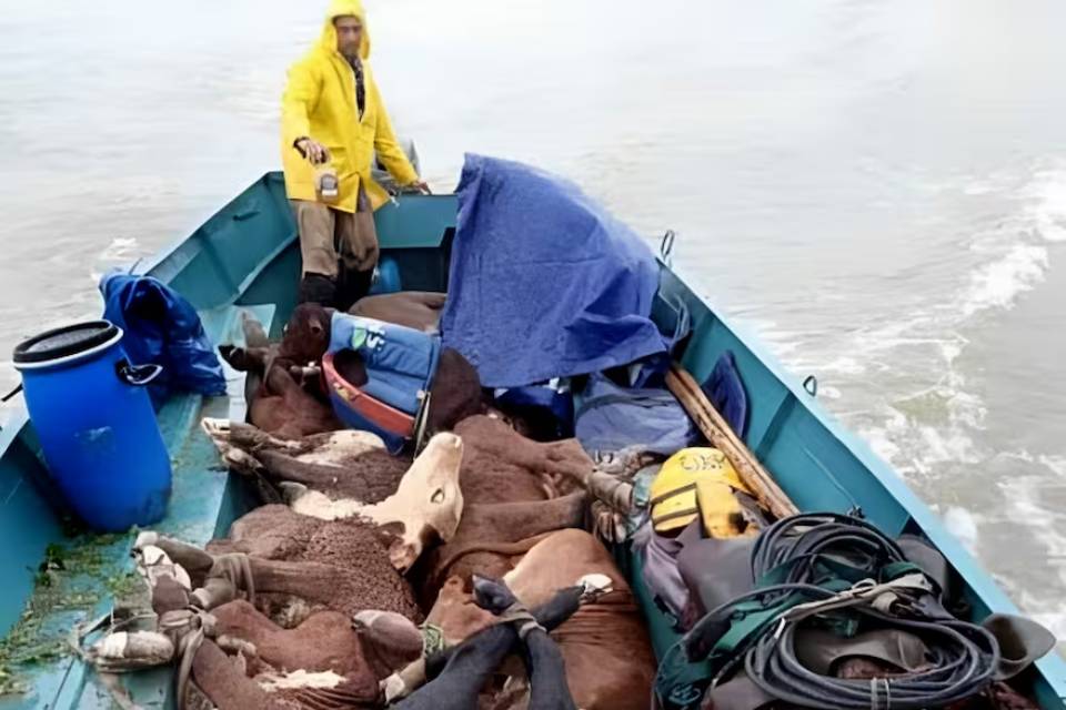 (Mención a Entre Ríos) “El agua nos va a tapar”: una alerta sobre “la ola” disparó una carrera para sacar vacas de una zona isleña