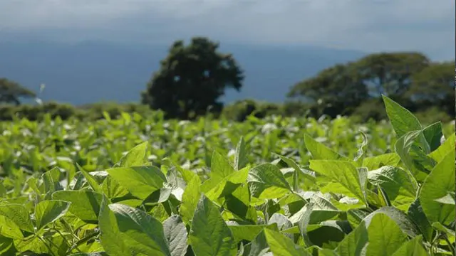 La cosecha de soja dejó pérdidas de casi $5 mil millones en Entre Ríos