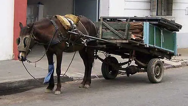 Paraná prohibió la tracción a sangre