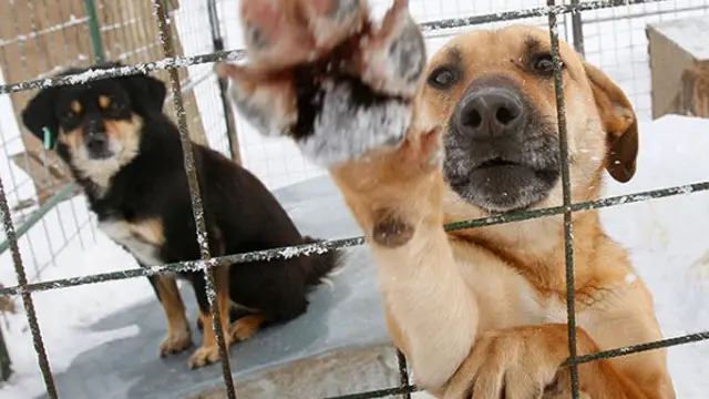 Quieren que Entre Ríos adhiera a la Declaración por los Derechos de los Animales