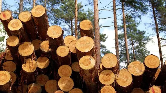 Retomarán el proyecto que deroga la Ley de la madera de Entre Ríos