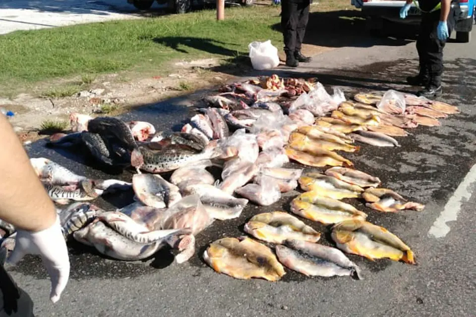 Artistas contra la depredación en el río Paraná