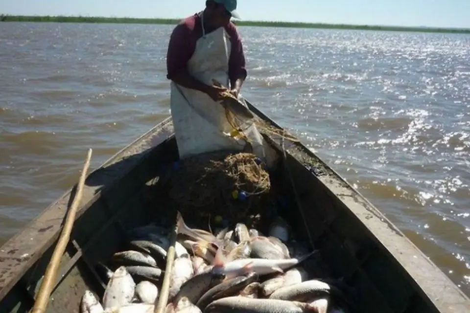 Freno judicial a la pesca del sábalo