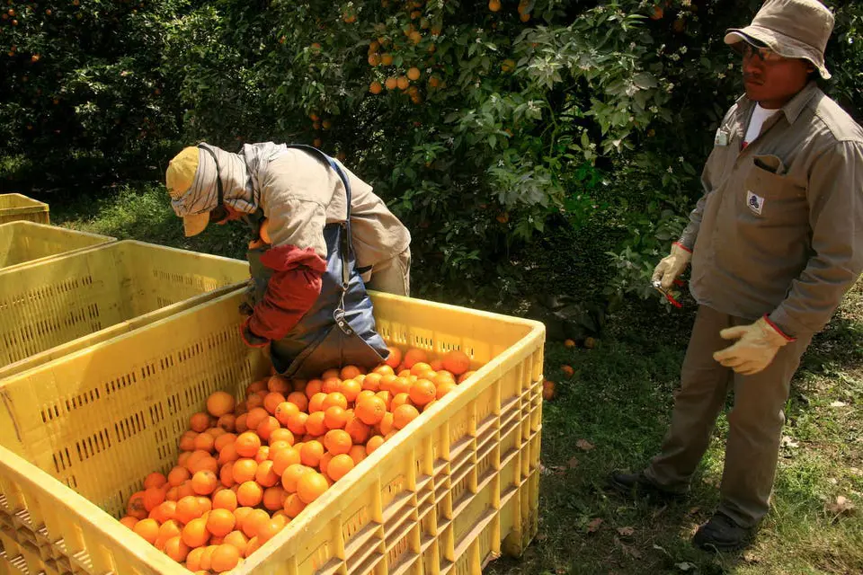 La Unión Europea le cerró las puertas a las naranjas entrerrianas