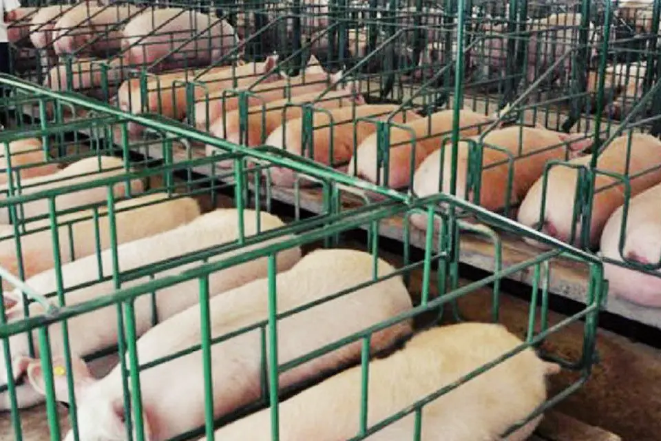 Desde Entre Ríos advierten consecuencias de las granjas chinas