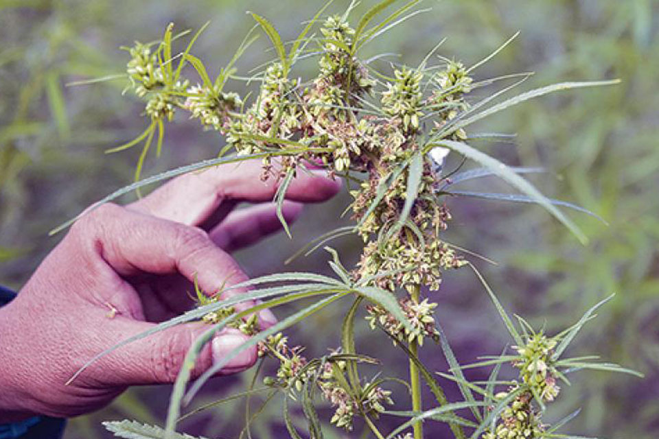 Quieren discutir el uso medicinal del cannabis en Entre Ríos