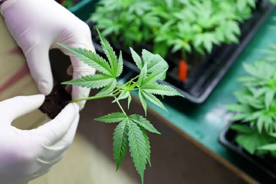Avances de la ley de acceso al cannabis medicinal