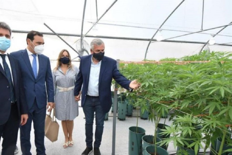 Jujuy: Instan a tabacaleros a plantar “porque van a ganar más plata”
