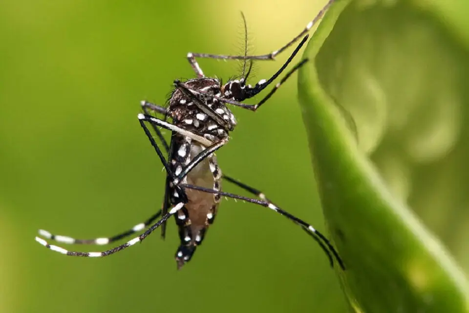 Dengue: Un relevamiento arrojó un 20% de casas con criaderos de mosquitos