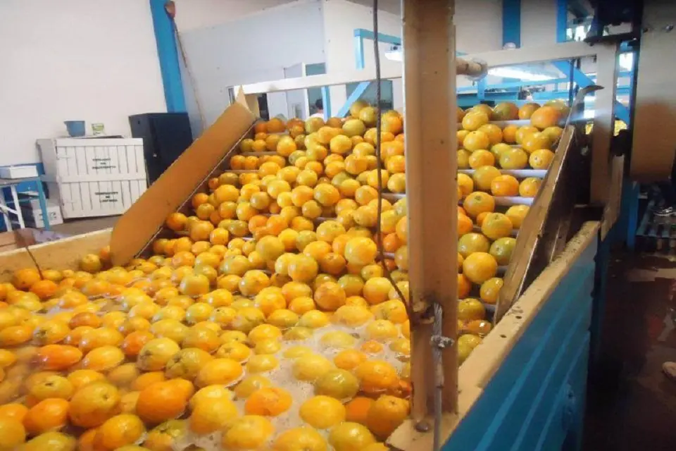 Los cítricos entrerrianos volvieron al mercado europeo
