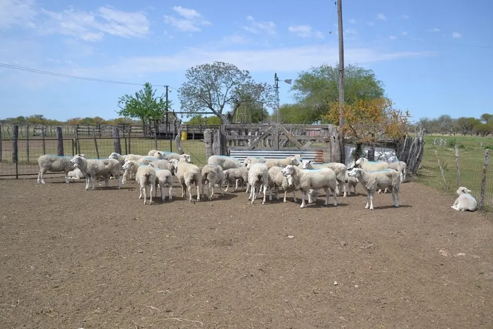 Aprueban más de $9 millones para desarrollo ovino y caprino