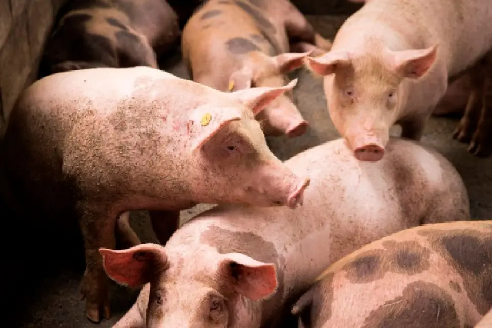 Declaran alerta sanitaria en todo el país por Peste Porcina