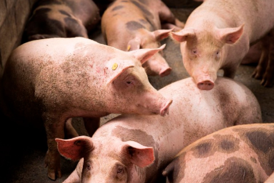 Declaran alerta sanitaria en todo el país por Peste Porcina
