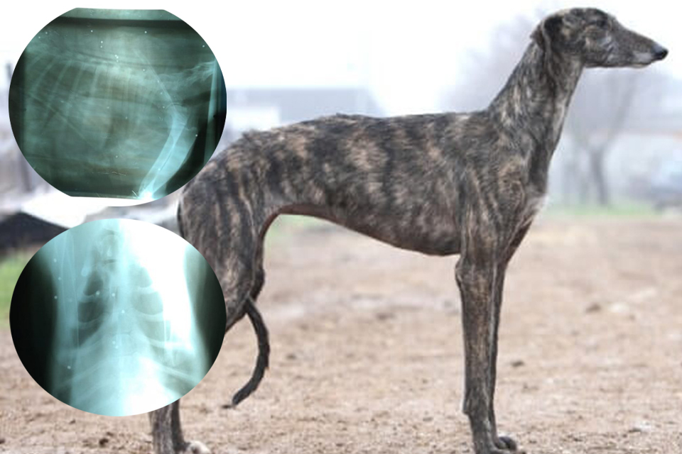 Denuncian a Presidente de Junta de Gobierno por balear a una perra