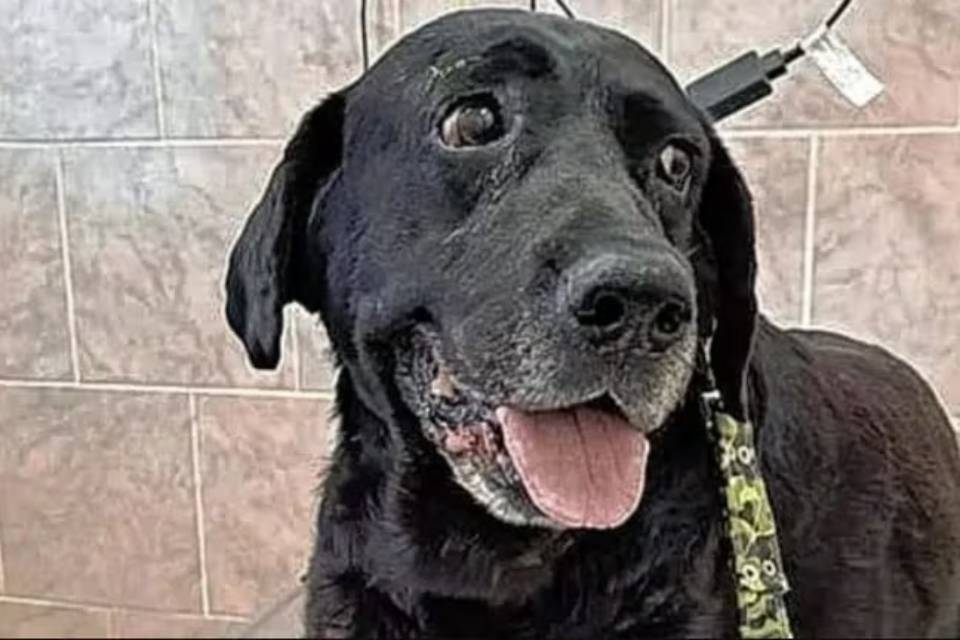 Entre Ríos: Un hombre fue condenado a 7 meses de prisión por agredir a un perro en la calle