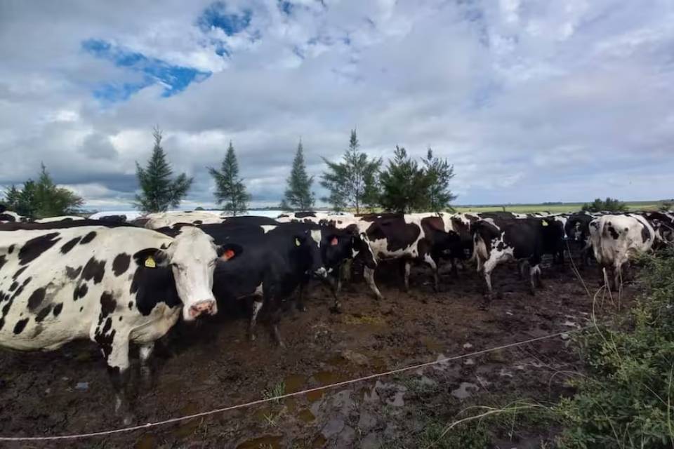 (Mención a ruralistas entrerrianos) “Sangría”: una provincia no deja de perder tambos y se conoció el cierre de otras 49 empresas