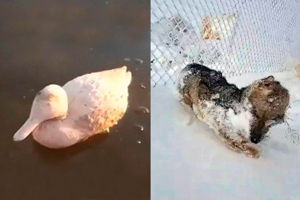 (Mención a Entre Ríos) Las dramáticas imágenes de animales congelados por la ola de frío polar