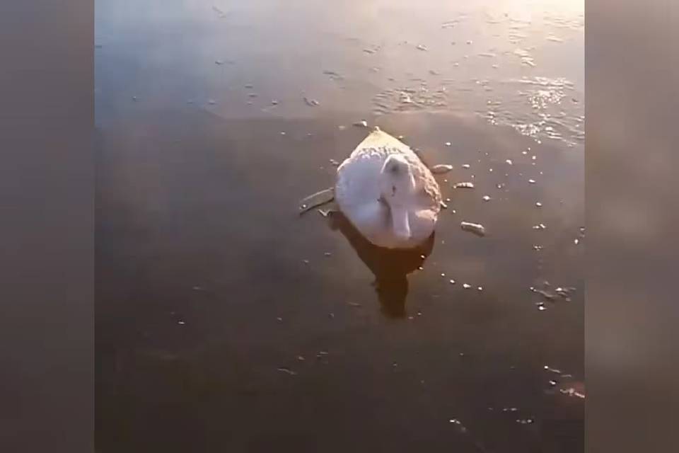 (Mención a Entre Ríos) Las crudas imágenes de animales congelados por el frío extremo: 11 provincias continúan con alerta roja