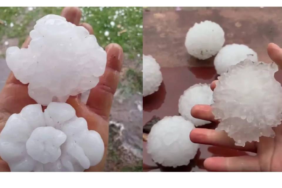 (En Entre Ríos) Un fuerte granizo dejó animales muertos en el Litoral: las piedras tenían el tamaño de pelotas de golf