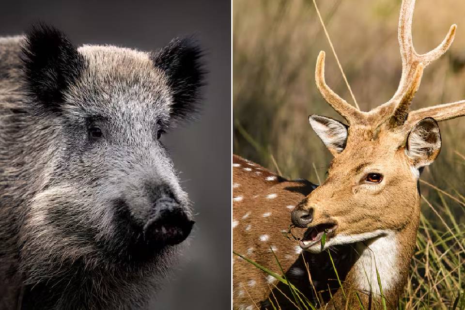 (En Entre Ríos) “Desastre absoluto”: por los graves daños de dos animales exóticos, en una provincia exigen tomar una drástica decisión
