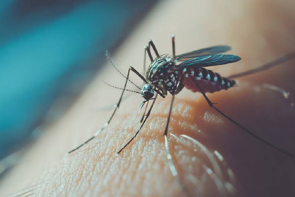 Detectaron el primer caso de dengue de la temporada en Entre Ríos: buscan determinar si es autóctono