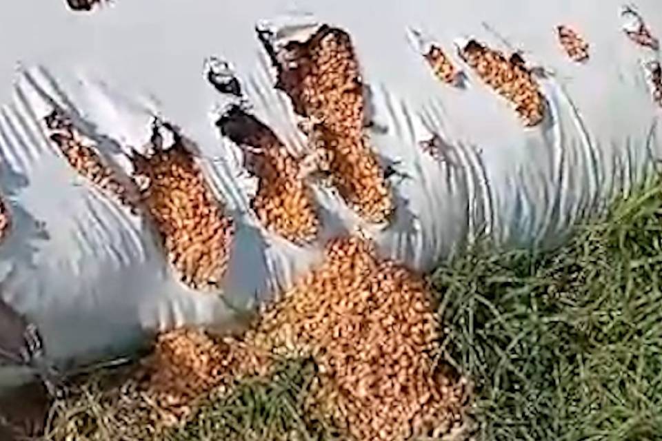 (Mención a Entre Ríos) Siguen los ataques de jabalíes a silobolsas en el campo y hay pérdidas millonarias por la plaga