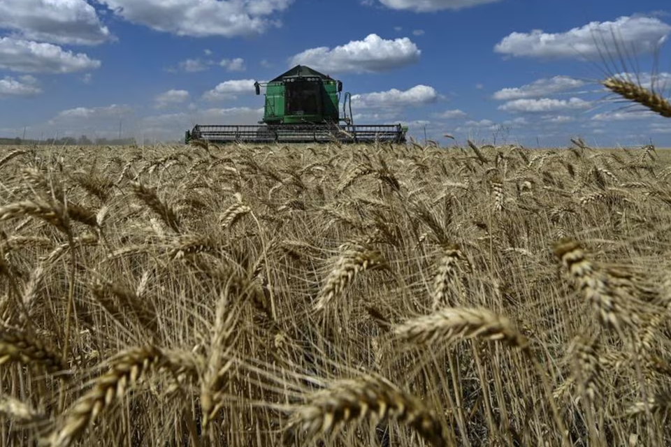 (Mención a Entre Ríos) Tras las lluvias, mejora la condición del trigo