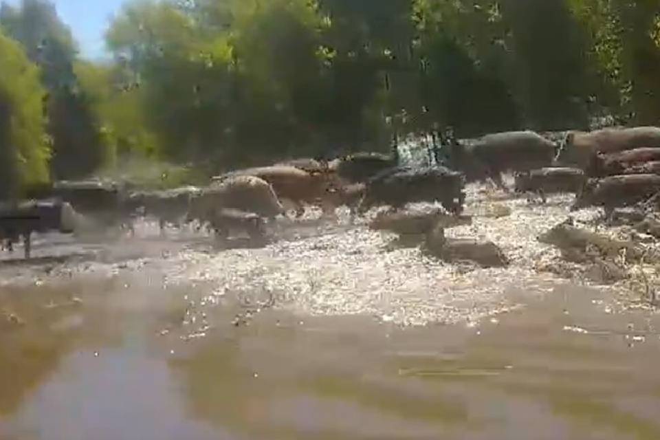 (En Entre Ríos) Avanza un proyecto de ley para declarar plaga a varias especies exóticas que afectan al campo