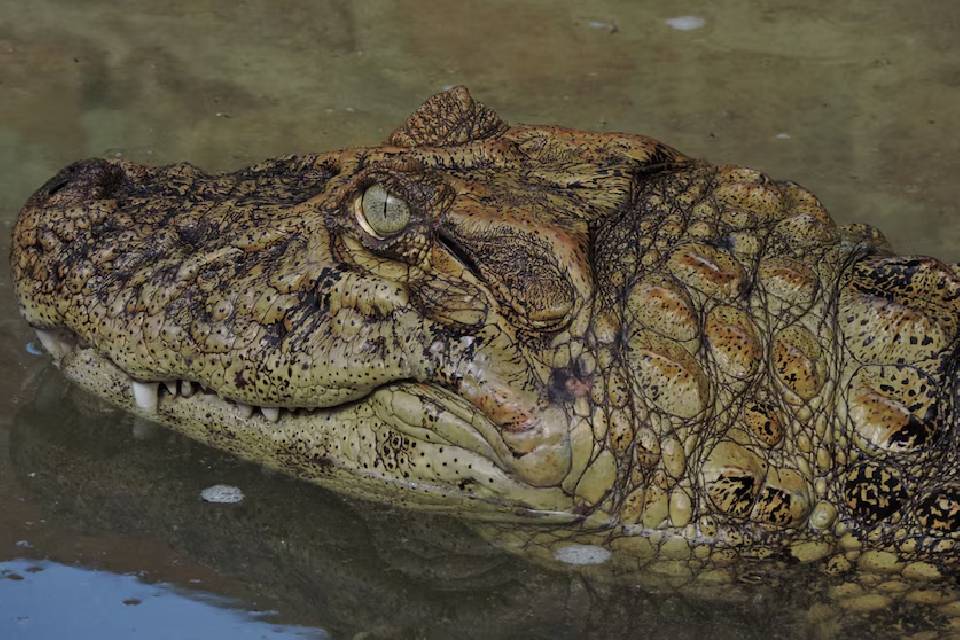 Susto en una casa de Entre Ríos: apareció un yacaré de un metro y medio en el patio