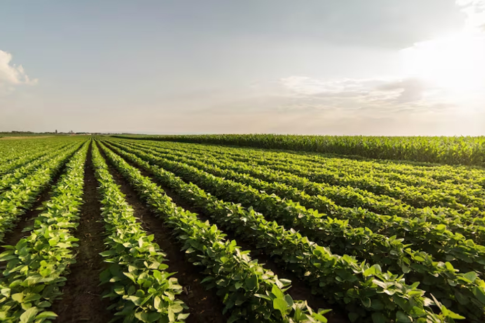 “Márgenes negativos”: alerta del campo de Entre Ríos por la situación económica del sector y la presión fiscal