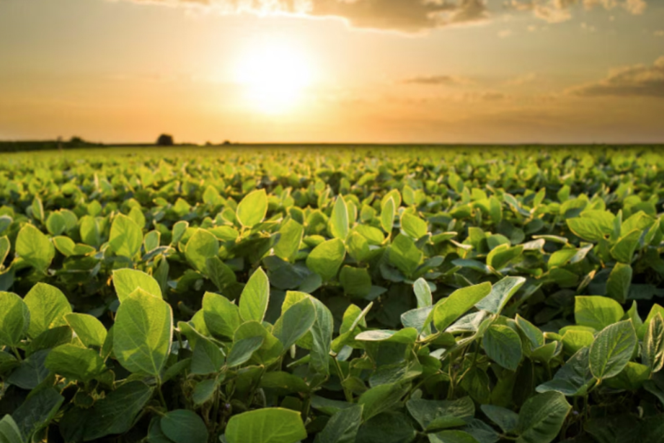 (Mención a Entre Ríos) Se reducen las proyecciones de producción de soja y maíz