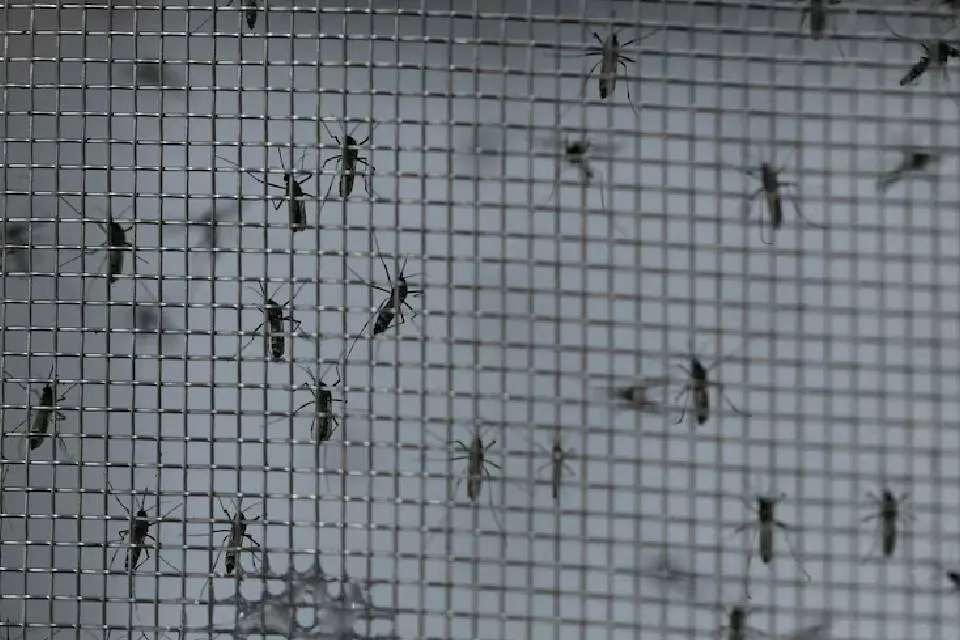Crece la preocupación por los mosquitos en Entre Ríos: qué dijeron las autoridades sobre el dengue