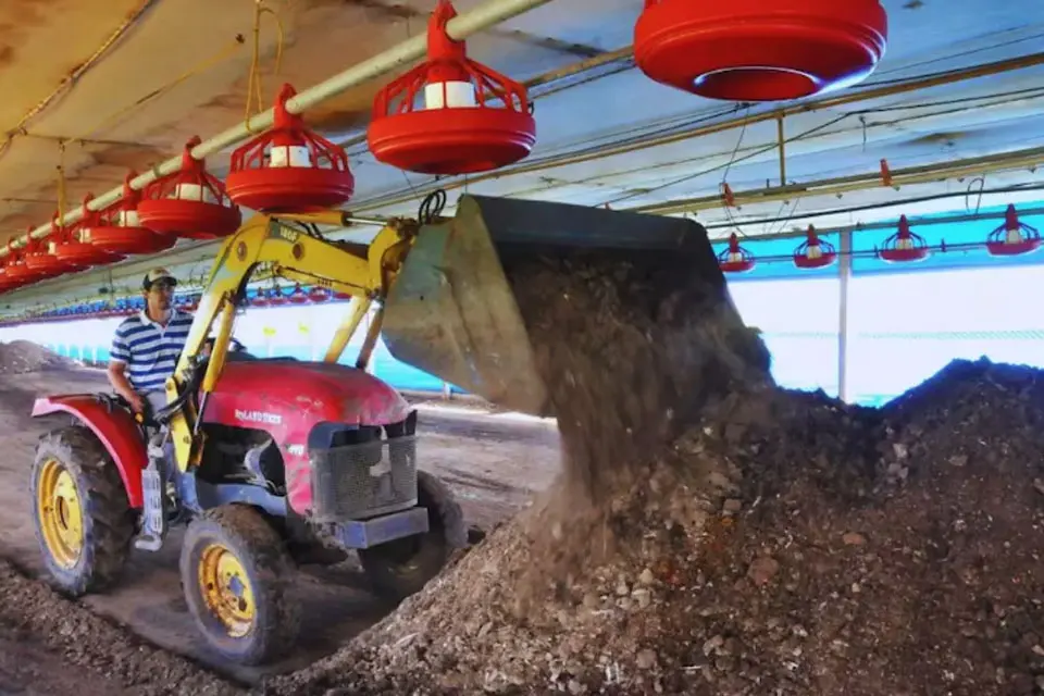 (Mención a Entre Ríos) ¿Qué es una cama de pollo? Revolución en la avicultura argentina