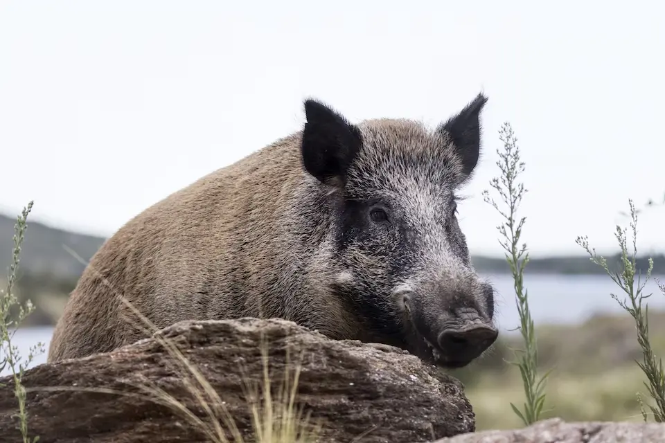 (Mención a Entre Ríos) El lado oscuro de la naturaleza: cómo las especies invasoras arrasan con Argentina