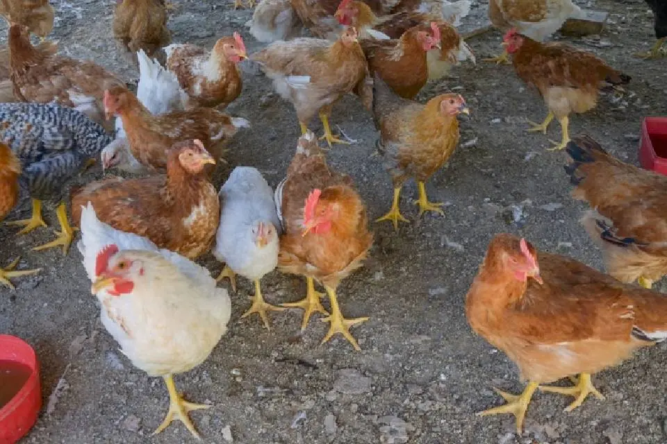 (En Entre Ríos) Cierra una planta avícola