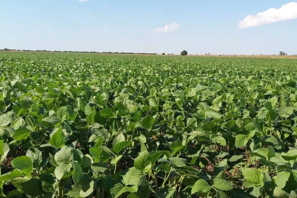 (Mención a Entre Ríos) Campaña agrícola: entre las lluvias que trajeron alivio pero ya con recortes en las estimaciones de cosecha