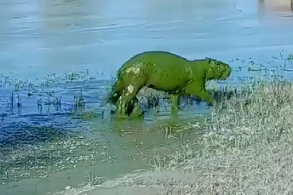 Aparecieron “carpinchos verdes” en un río en Entre Ríos