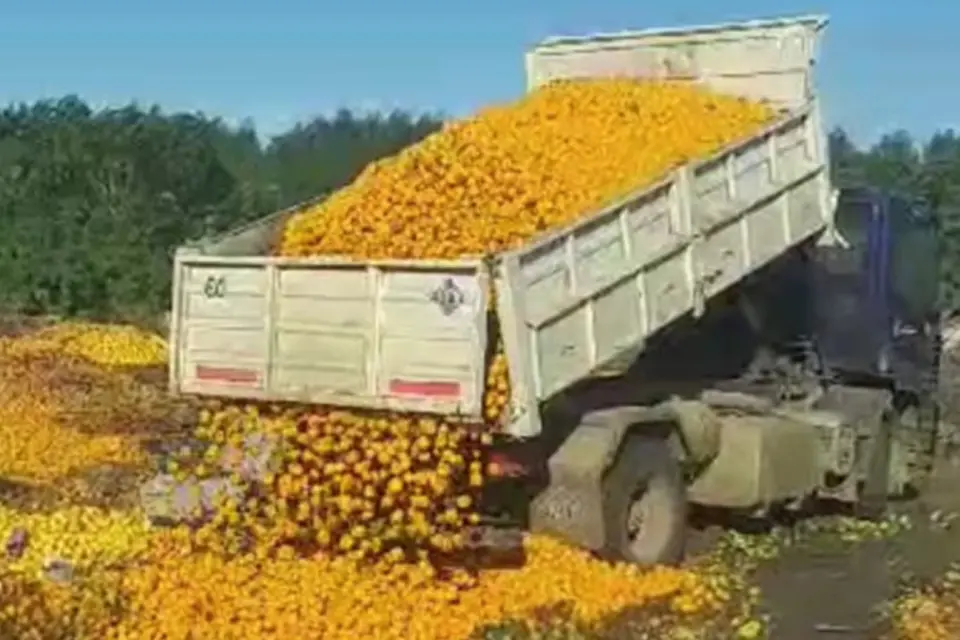 (Mención a Entre Ríos) Cosecha amarga: el pueblo de las mandarinas, otra vez en jaque con productores que trabajan a pérdida