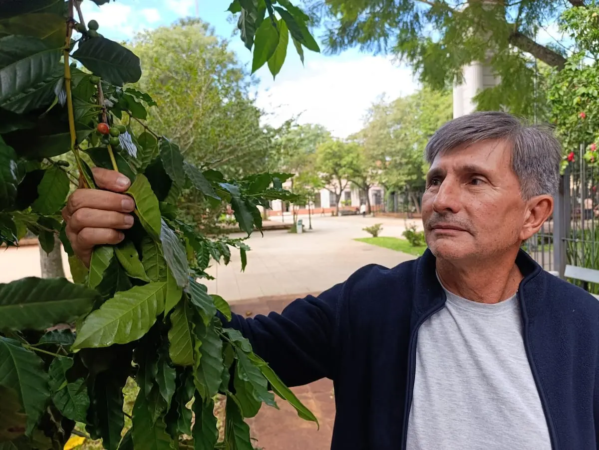Provincia busca convertirse en potencia en la producción de café