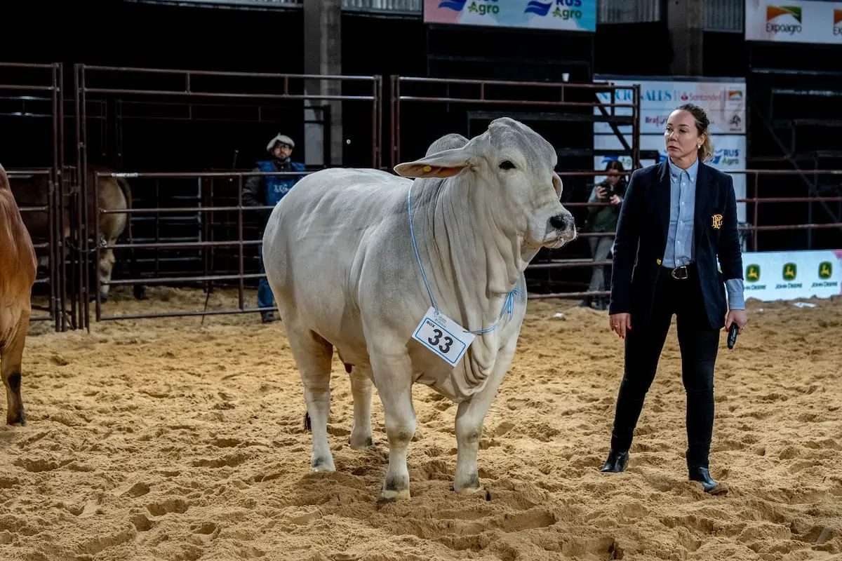 Jura ganadera nocturna marca un hito en el país con la participación de una experta brasileña