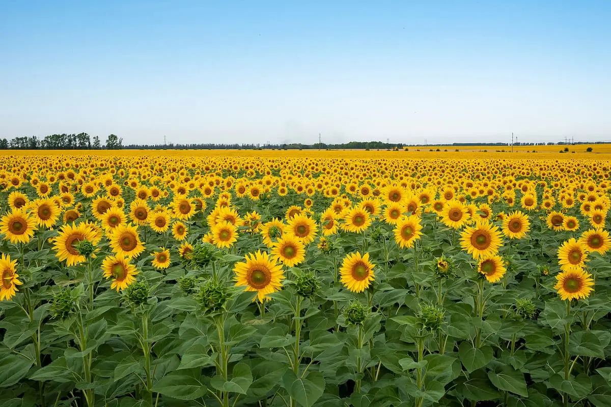 La cosecha de girasol alcanzó los 5 millones de toneladas