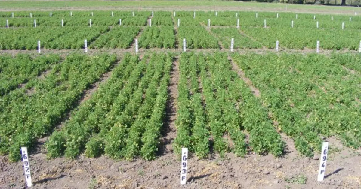 El cultivo que atrae a los inversores en Argentina y podría transformar la industria al superar sus desafíos actuales