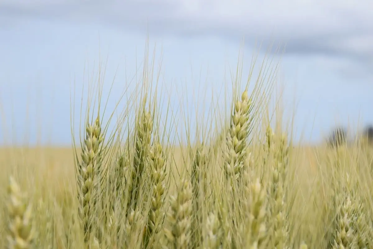 La siembra de trigo y sus implicaciones para la producción agrícola y la economía del sector.