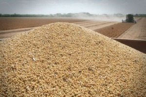 Decisiones clave en el escenario agropecuario antes de cuestionar los dólares del campo