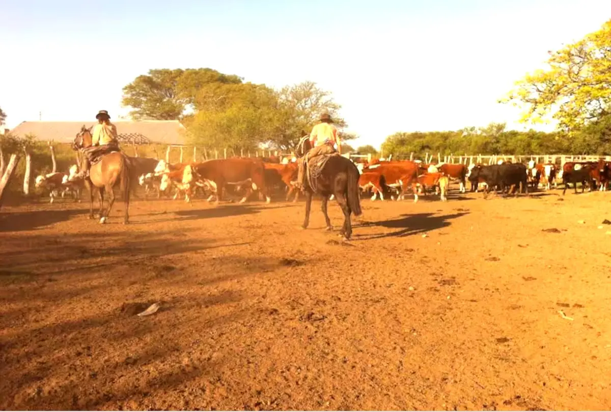 Productor enfrentará juicio por la misteriosa desaparición de 2000 vacas, valoradas en un millón de dólares