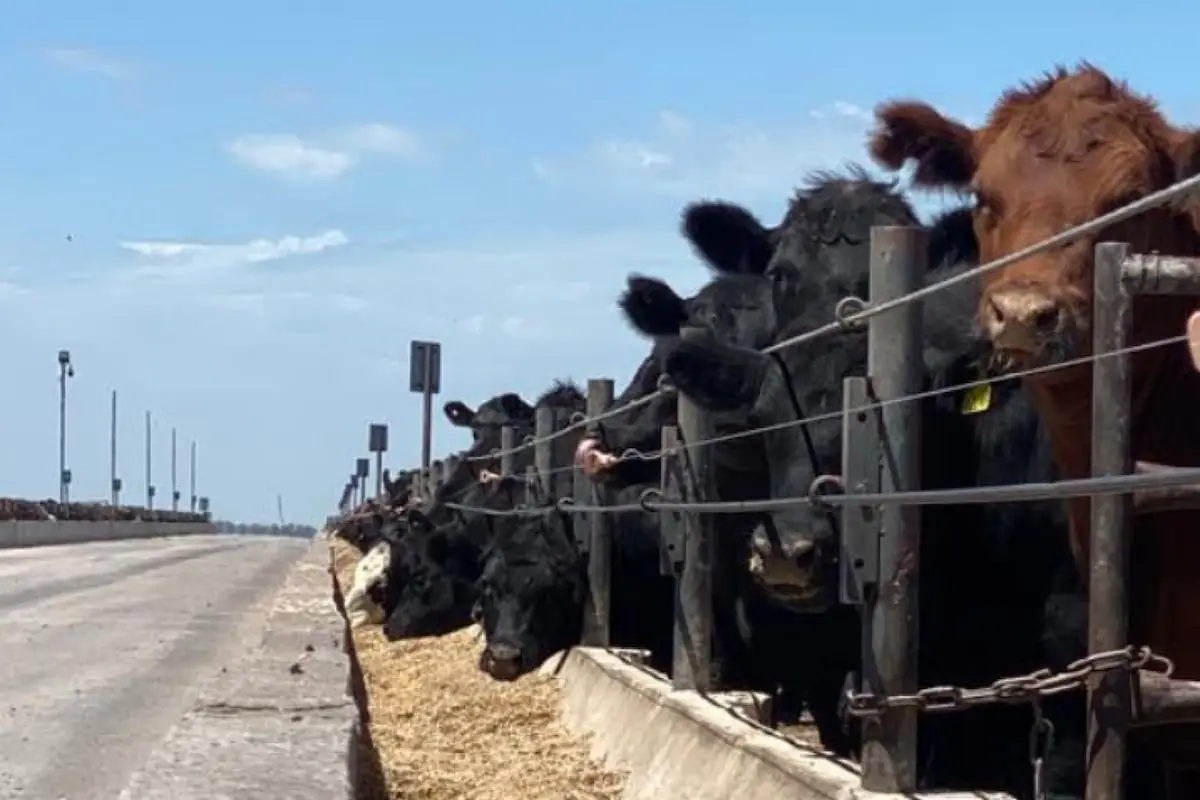 Descubren técnica innovadora que reduce la mortalidad en vacas de manera efectiva